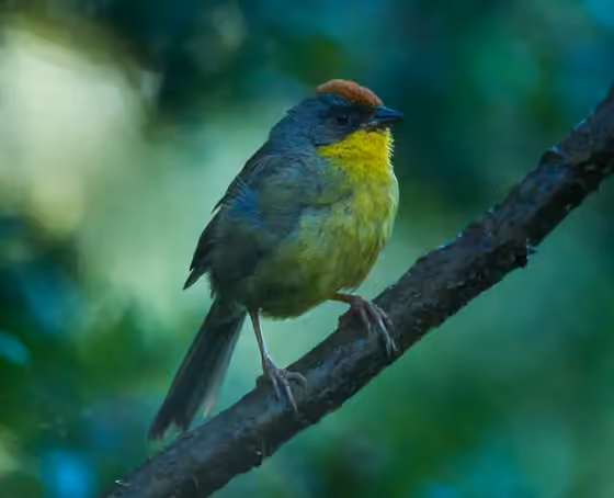 Dokumentasi Atlapetes pileatus