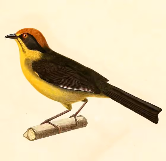 Ilustrasi Atlapetes rufinucha