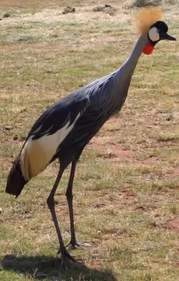 Dokumentasi Balearica regulorum