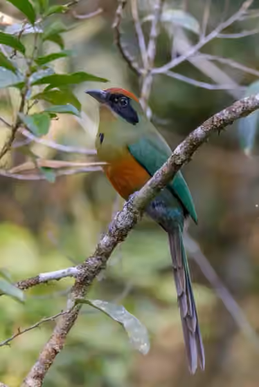 Dokumentasi Baryphthengus ruficapillus