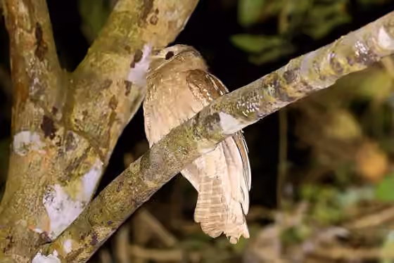 Dokumentasi Batrachostomus auritus