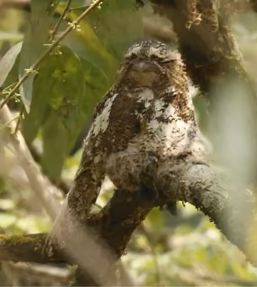 Dokumentasi Batrachostomus hodgsoni