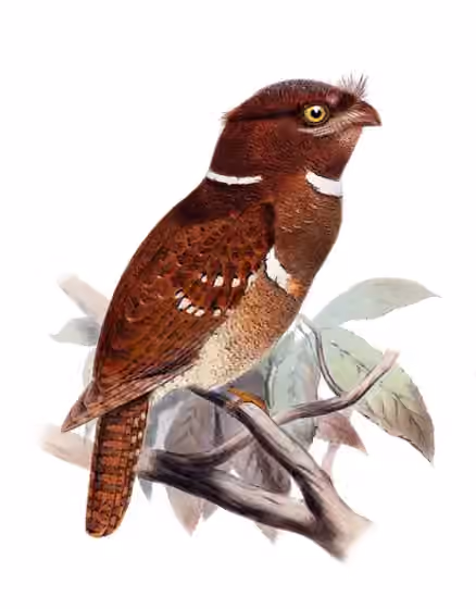 Ilustrasi Batrachostomus septimus