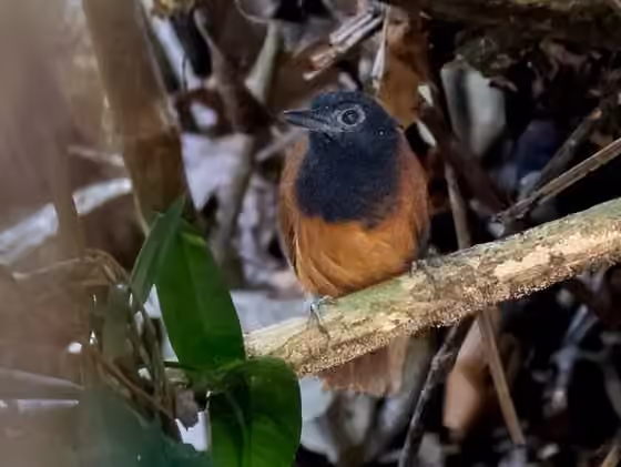 Dokumentasi Akletos melanoceps