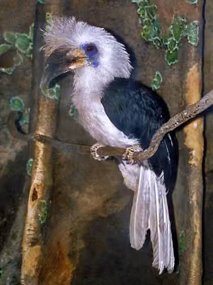 Dokumentasi Berenicornis comatus