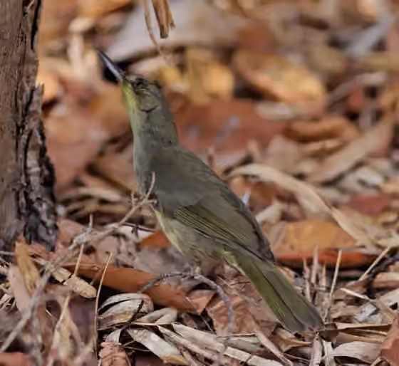 Dokumentasi Bernieria madagascariensis