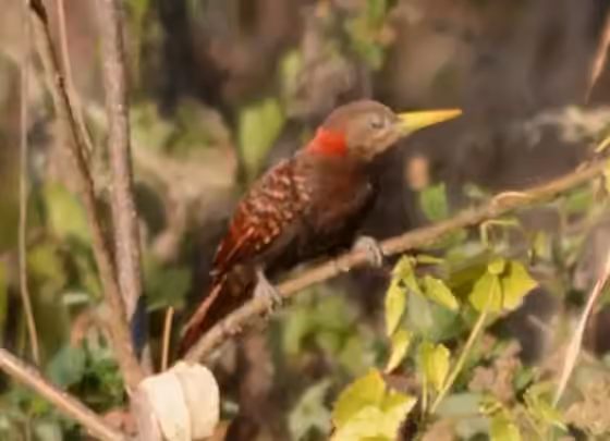 Dokumentasi Blythipicus pyrrhotis