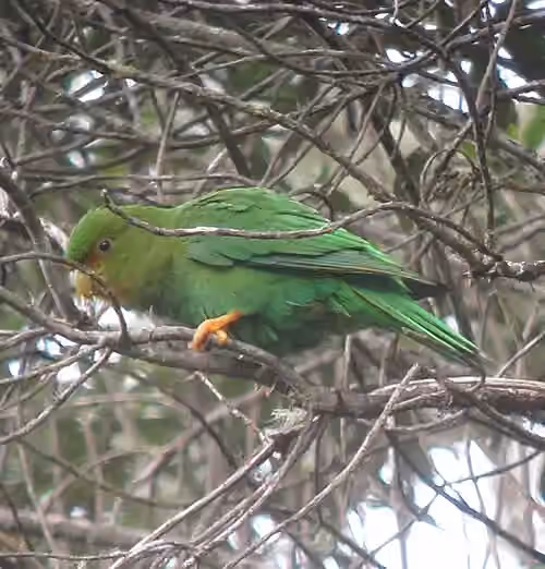 Dokumentasi Bolborhynchus ferrugineifrons