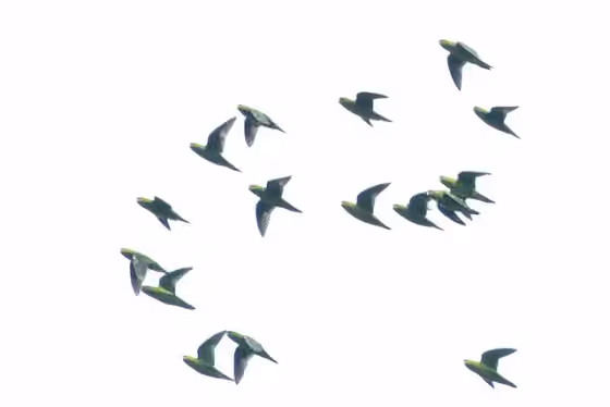 Dokumentasi Bolborhynchus lineola