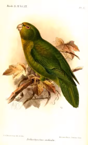 Ilustrasi Bolborhynchus orbygnesius