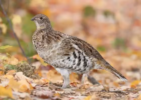 Dokumentasi Bonasa umbellus