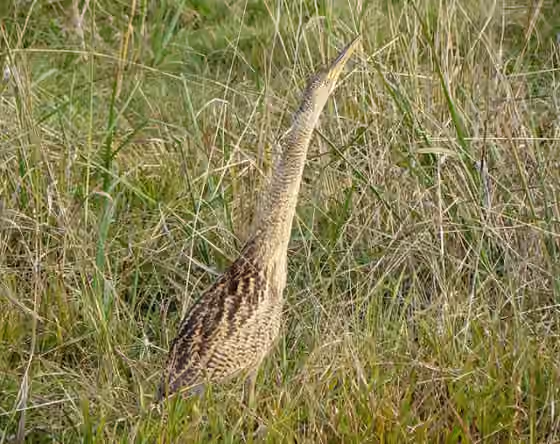 Dokumentasi Botaurus pinnatus