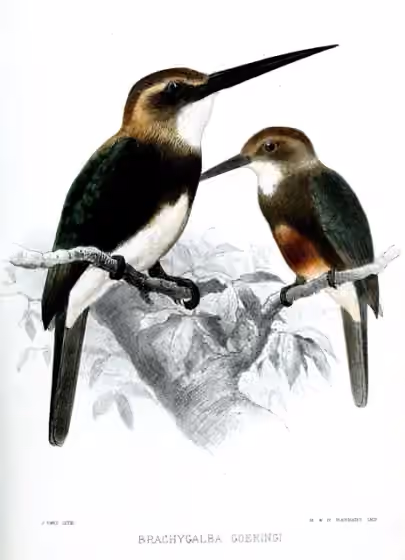 Ilustrasi Brachygalba goeringi