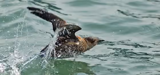 Dokumentasi Brachyramphus marmoratus
