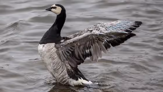 Dokumentasi Branta leucopsis