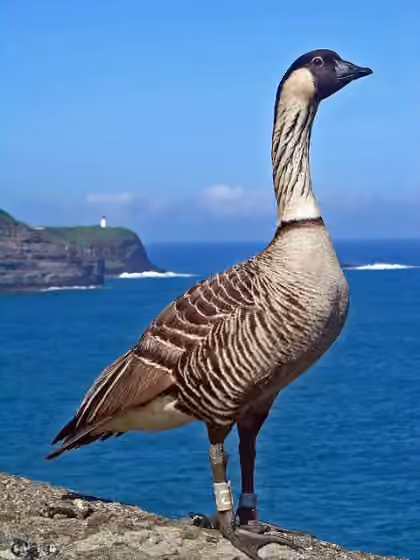 Dokumentasi Branta sandvicensis