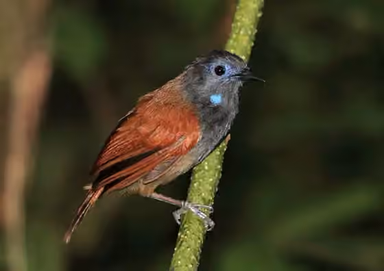 Dokumentasi Cyanoderma bicolor