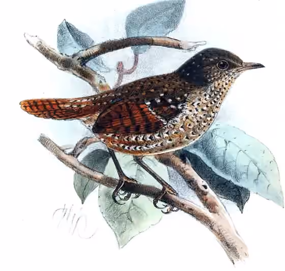 Ilustrasi Elachura formosa
