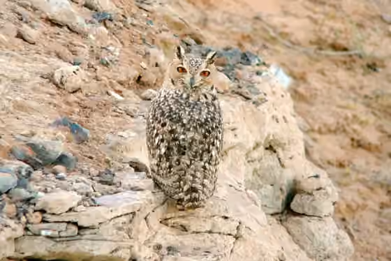 Dokumentasi Bubo ascalaphus