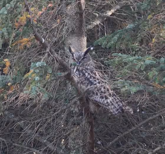 Dokumentasi Bubo bubo