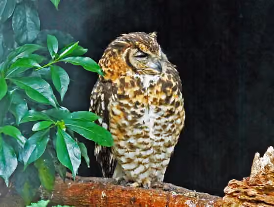 Dokumentasi Bubo capensis
