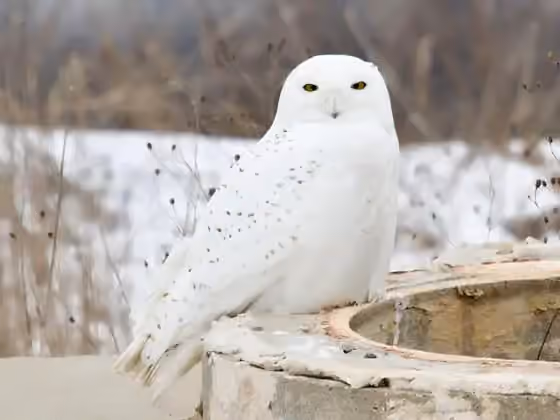 Dokumentasi Bubo scandiacus