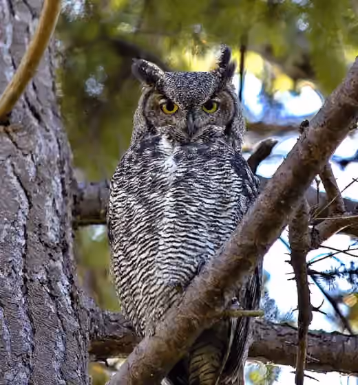 Dokumentasi Bubo virginianus