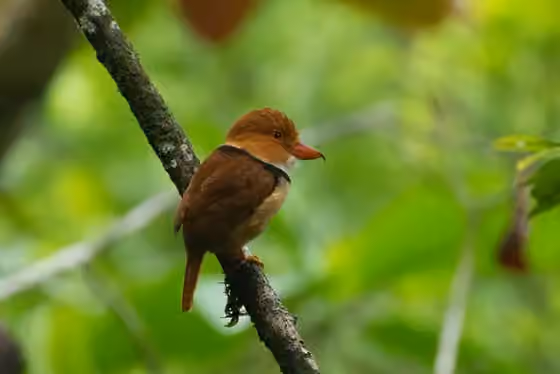 Dokumentasi Bucco capensis