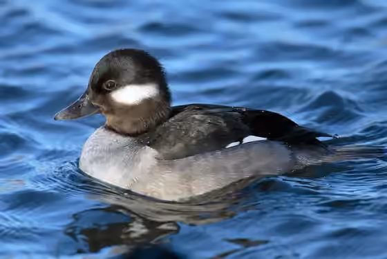 Dokumentasi Bucephala albeola