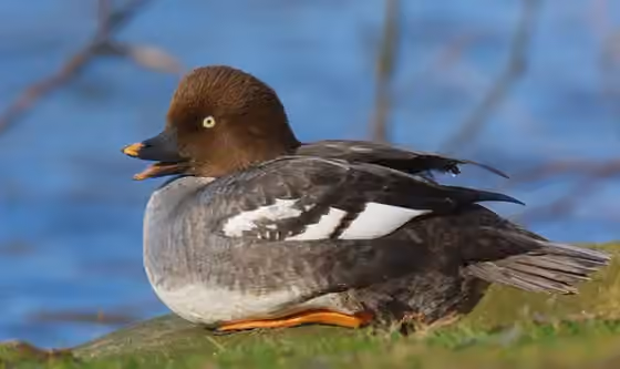 Dokumentasi Bucephala clangula