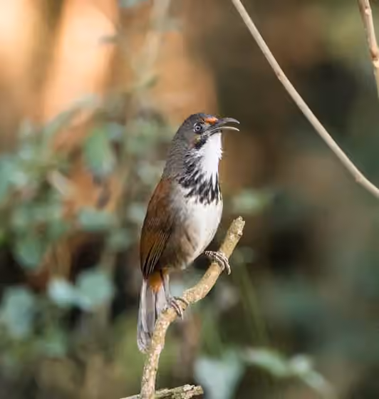 Dokumentasi Erythrogenys erythrocnemis