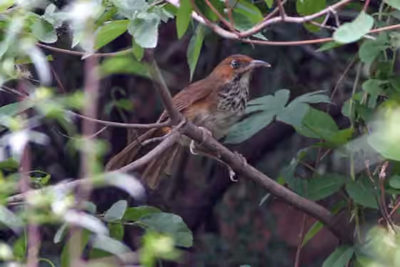 Dokumentasi Erythrogenys gravivox