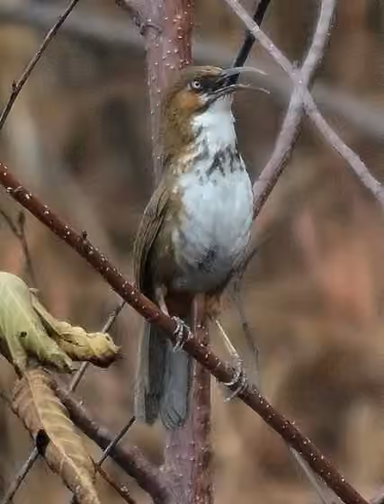 Dokumentasi Erythrogenys mcclellandi