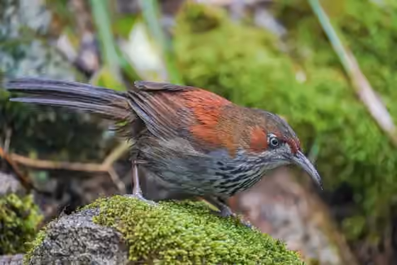 Dokumentasi Erythrogenys swinhoei