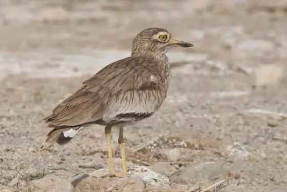 Dokumentasi Burhinus senegalensis