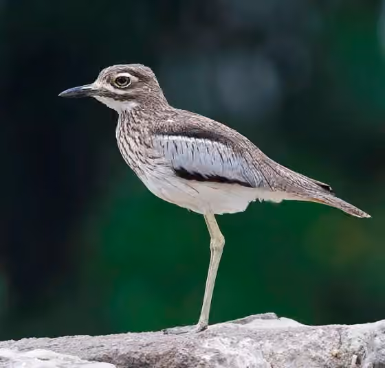 Dokumentasi Burhinus vermiculatus