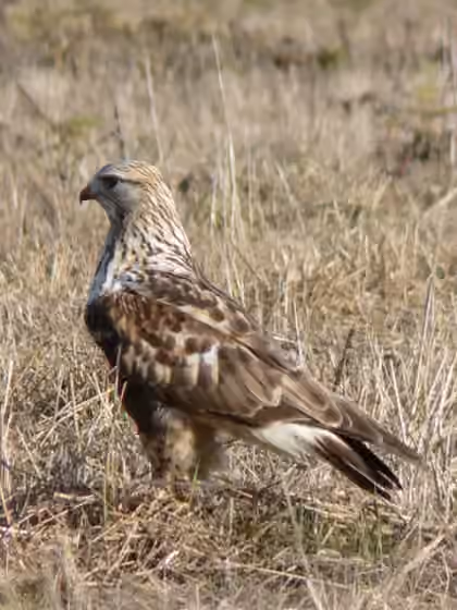 Dokumentasi Buteo lagopus