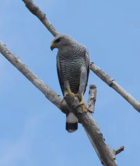 Dokumentasi Buteo nitidus