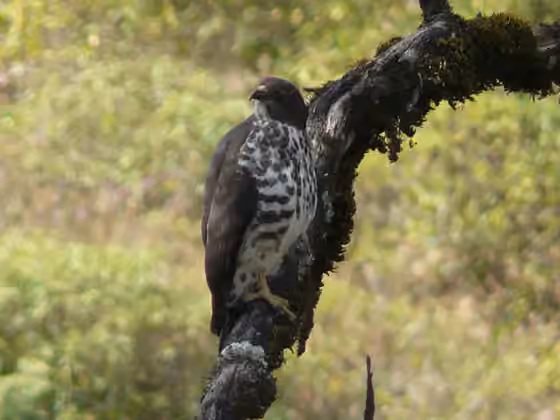 Dokumentasi Buteo oreophilus