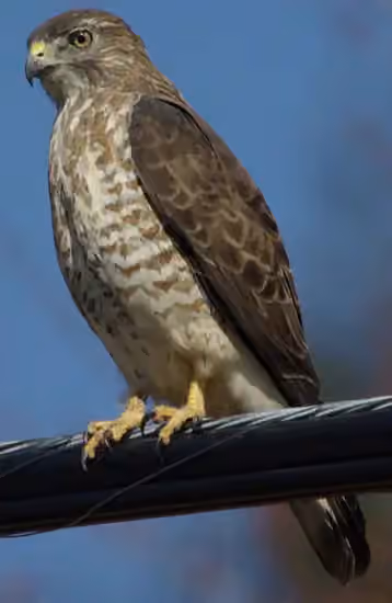 Dokumentasi Buteo platypterus