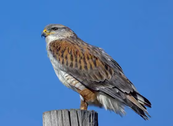Dokumentasi Buteo regalis