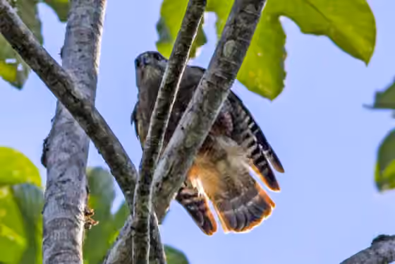 Dokumentasi Buteo ridgwayi