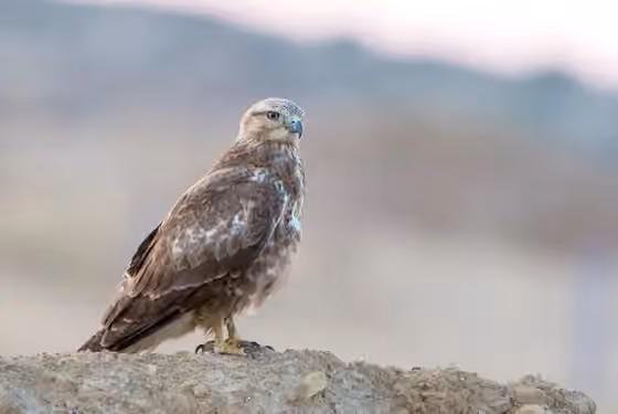 Dokumentasi Buteo rufinus