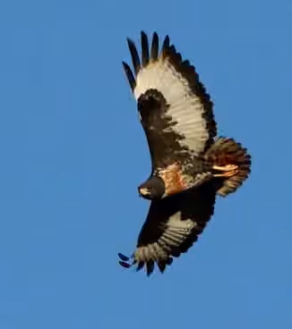 Dokumentasi Buteo rufofuscus