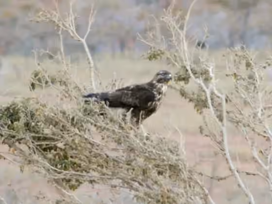 Dokumentasi Buteo socotraensis