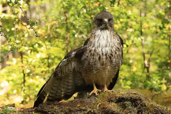 Dokumentasi Buteo ventralis