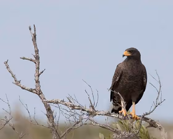 Dokumentasi Buteogallus gundlachii