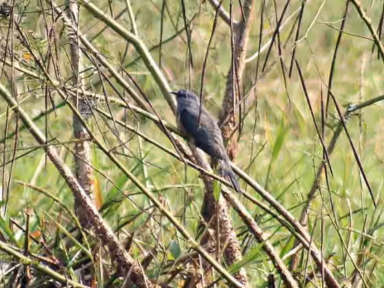 Dokumentasi Cacomantis merulinus