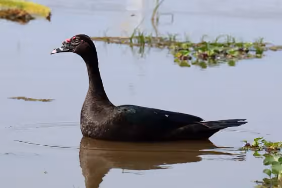 Dokumentasi Cairina moschata