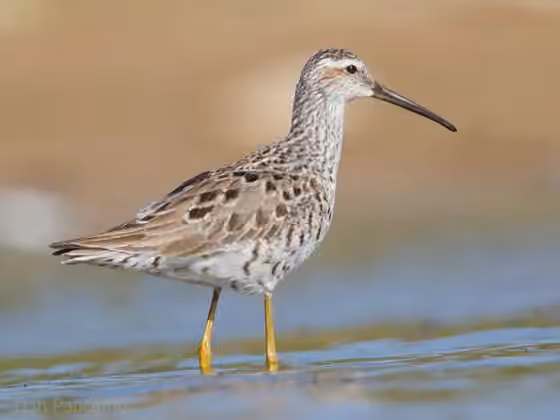 Dokumentasi Calidris himantopus